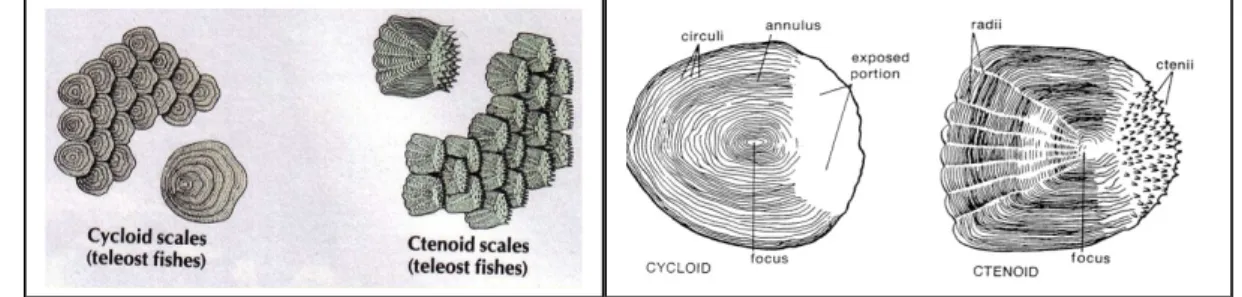 Gambar 2.2.d. Sisik Cycloid dan Ctenoid 2.4. Analisa Lambung Ikan