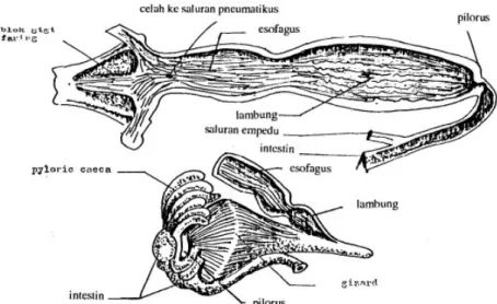 Gambar 2.4.1 Alat pencernaan ikan carnivora dan gizzard (Afandi et al., 1992)