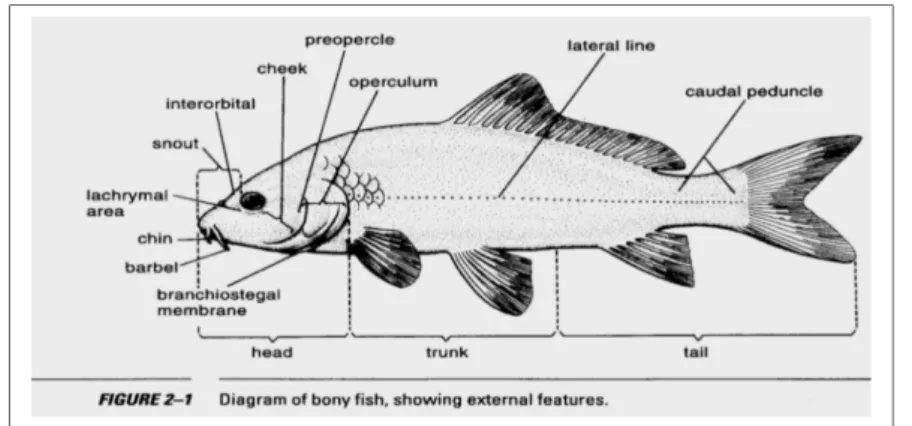 Gambar 1. Anatomi ikan (Mahardono, 1979)