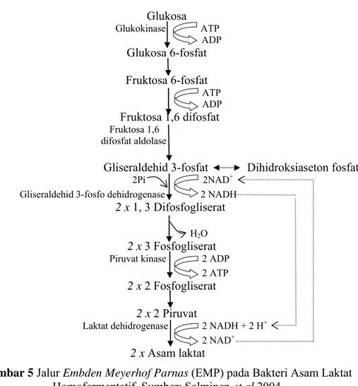 Gambar 5 Jalur Embden Meyerhof Parnas (EMP) pada Bakteri Asam Laktat  Homofermentatif