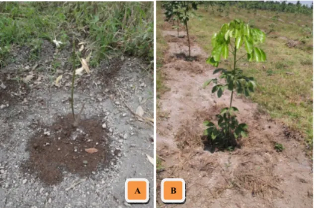 Gambar 4. Tindakan pertama setelah erupsi Gunung Kelud yaitu pembukaan pasir di piringan                       dan pemberian mulsa (A), dan tanaman kembali sehat setelah 6 bulan (B).
