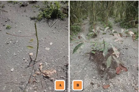 Gambar 1. Kondisi tanaman TTI  yang ditanam pada bulan Februari 2014 mengalami kerusakan  paling berat (A) dan tanaman ditanam bulan Januari 2014 lebih tahan terlihat hanya  daun kering dan sebagian rontok (B) setelah letusan Gunung Kelud