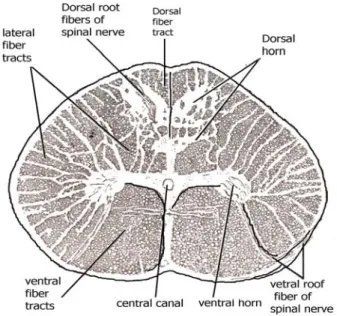 Gambar 2. Potongan melintang spinal cord ikan cucut (Laglar et al., 1977) 