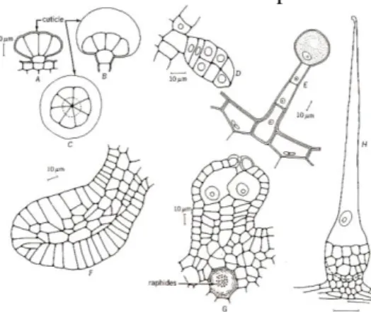 Gambar 4. Beberapa contoh struktur sekresi luar: A). Rambut kelenjar pada daun Lavandula vera dengan  kutikula  yang  tidak  menggelembung,  B  dan  C