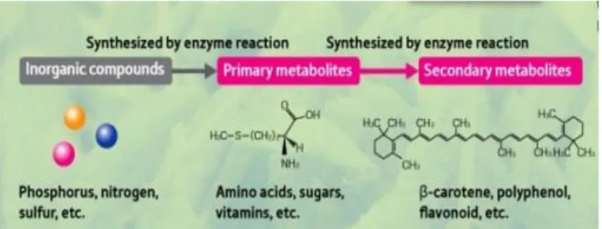 Gambar  7.  Pembentukan  Metabolit  Sekunder  dari  Senyawa  Anorganik  dan  Metabolit  Primer  (Anonim,  2015)