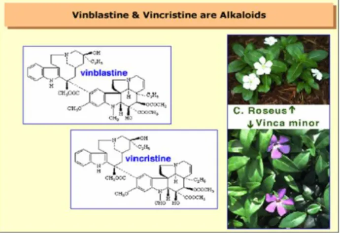 Gambar  9.  Struktur  kimiawi  Vinblastin  dan  Vinkristin  pada  tapak  dara  (Catharanthus  roseus)  (Valluri,  2009) 