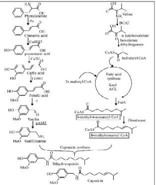 Gambar 13. Jalur Biosintesis Capsaicin 