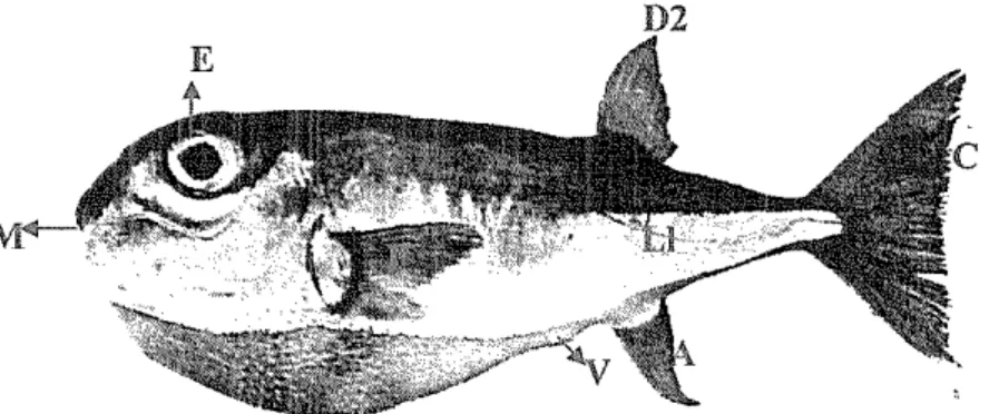 Gambar 1  lkan buntal Logocephalus lunaris (Tarp dan Kailola 1983) atau  Tetraodon lunaris (Saanin 1984)