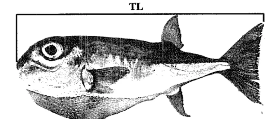 Gambar 7  Pengukuran panjang total tubuh ikan buntal pisang  (Tarp dan Kailola 1983). 