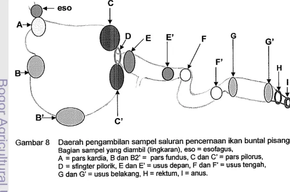 Gambar 8  Daerah pengambilan sampel saluran pencernaan ikan buntal pisang. 
