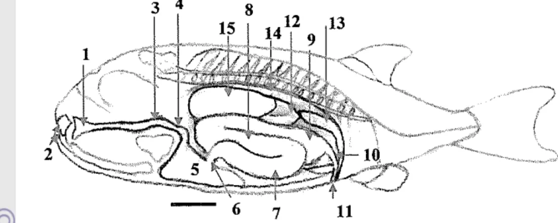 Gambar 15  Gambaran skematis situs viscerum alat pencernaan  ikan buntal pisang. Bar  =  I  cm