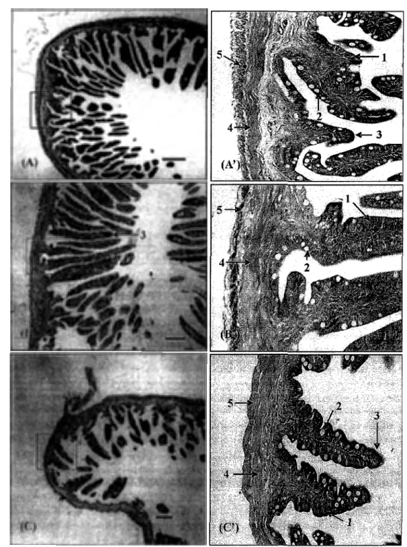 Gambar 3.  Sayatan  transversal  usus  depan  (A),  usus  tengah  (B),  usus  belakang  (C)  dan  gambaran  histologi usus  depan (A'), usus tengah (B'), ususbelakang(C')  ikan  buntal pisang