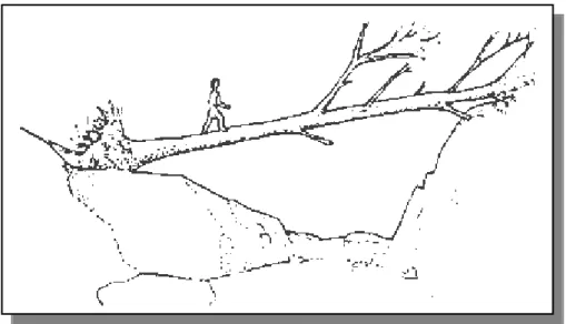 Gambar 1. Pohon yang tumbang digunakan untuk Jembatan 