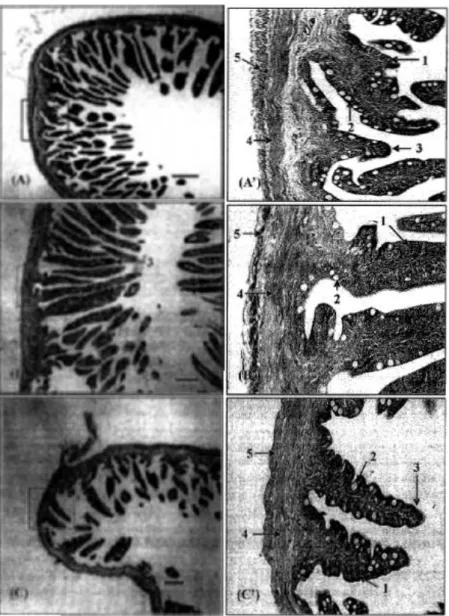 Gambar  6.  Sayatan  transversal  usus  depan  (A),  usus  tengah  (B),  usus  belakang  (C)  dan  gambaran  histologi  usus  depan  (A'),  usus  tengah  (B'),  ususbelakang(C') ikan buntal pisang