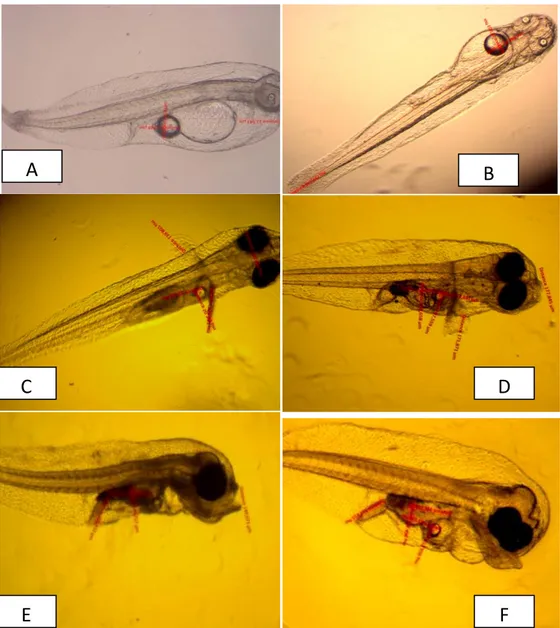 Gambar 1.  Perkembangan morfologi larva ikan kerapu macan  Penyusutan Volume Kuning Telur 