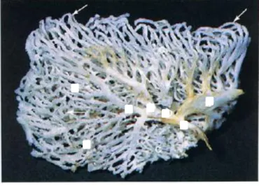 Gambar  5.  Bronchus,  bronchiolus,  dan  parabronchus. 