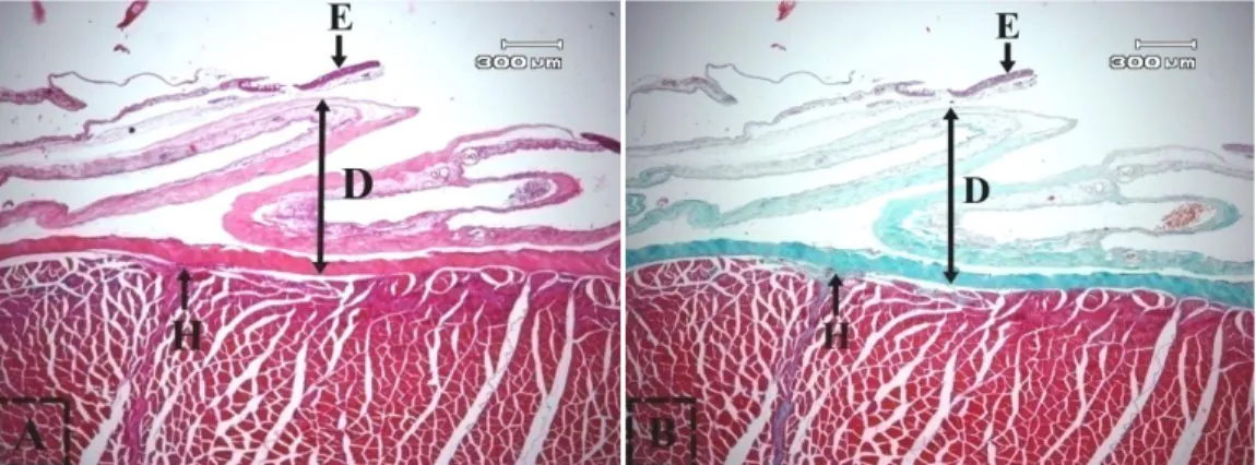 Gambar 2. Histologi epidermis kulit dorsal ikan gabus. Sel mukus (Sm), club cell (Cc), epitel  (Ep), dan sel pigmen (Sp)