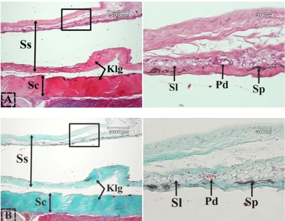 Gambar  4.  Histologi  dermis  kulit  dorsal  ikan  gabus.  Stratum  spongiosum  (Ss),  stratum  compactum  (Sc),  jaringan  ikat  kolagen  (Klg),  pembuluh  darah  (Pd),  sel  lemak  (Sl),  dan  sel  pigmen (Sp)
