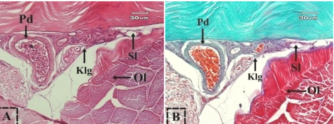 Gambar  6.  Histologi  hipodermis  kulit  dorsal  ikan  gabus.  Pembuluh  darah  (Pd),  sel  lemak  (Sl), jaringan ikat kolagen (Klg), dan otot lurik (Ol)