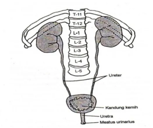 Gambar 2.2 Letak anatomi ginjal Sumber: Price dan Wilson (2006)