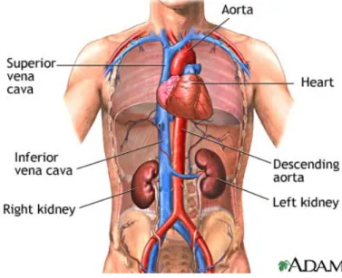 Gambar 1. Letak ginjal