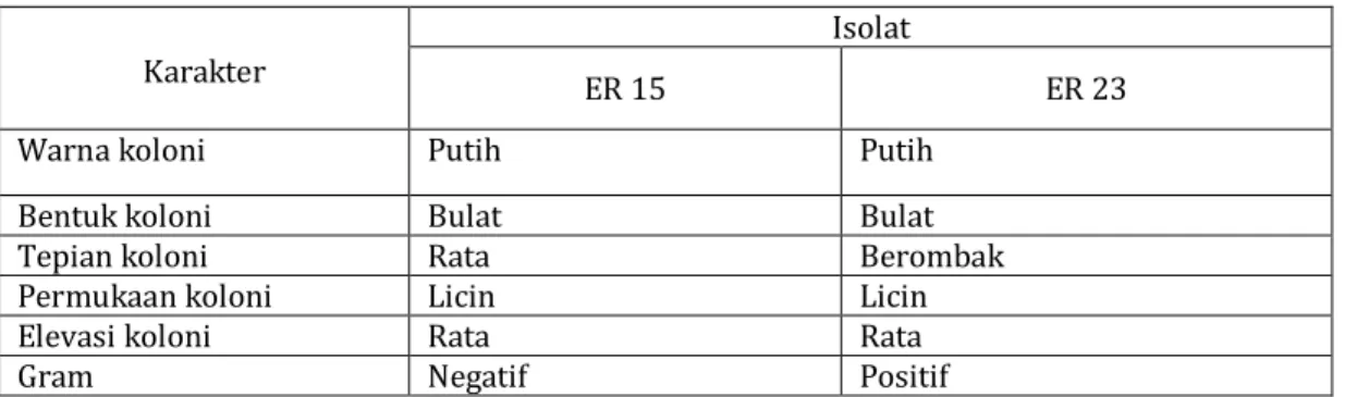 Tabel 1. Hasil Karakterisasi Morfologi bakteri endofit penghasil IAA dari kulit  batang Raru  (Cotylelobium melanoxylon)  