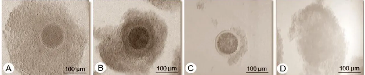 Gambar 1 Kualitas oosit hasil koleksi dari ovarium: A) Oosit A, memiliki ooplasma yang  homogen dan adanya sel-sel cumulus oophorus yang mengelilingi oosit secara  penuh; B) Oosit B; memiliki ooplasma homogen, namun hanya sebagian oosit  yang  dikelilingi 