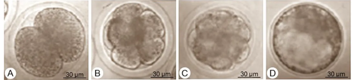 Gambar 2   Perkembangan embrio hasil fertilisasi in vitro: A) Embrio tahap pembelahan 2  sel; B) Pembelahan  &gt;4  sel; C) Embrio tahap morula; D) Embrio tahap expand  blastosis