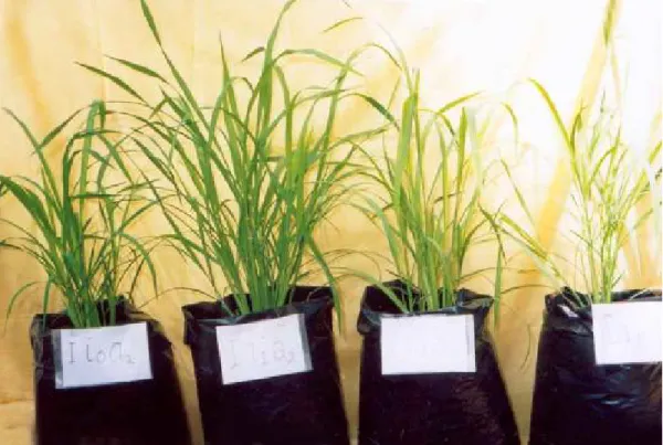 Gambar  2. Perbandingan pertumbuhan tanaman padi gogo antara kontrol dengan isolat  BPF 1, isolat BPF 2 dan hormon kinetin 