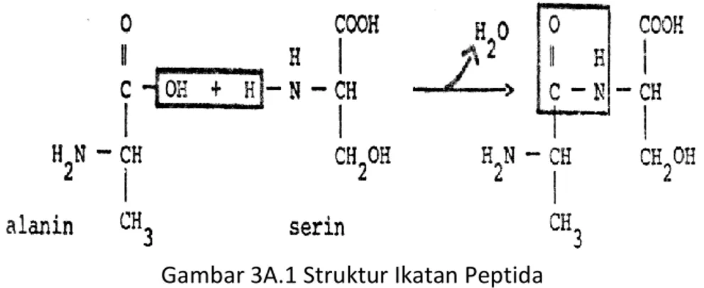 Gambar 3A.1 Struktur Ikatan Peptida 