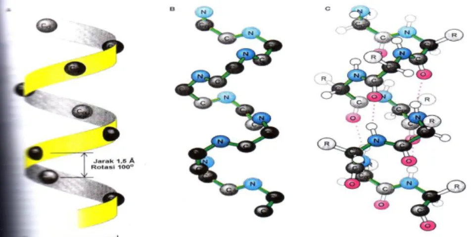 Gambar 3A.4 Struktur sekunder dan tersier protein : protein folding  Hubungan keragaman protein dengan jumlah jenis asam amino pembentuk protein  antara lain : 