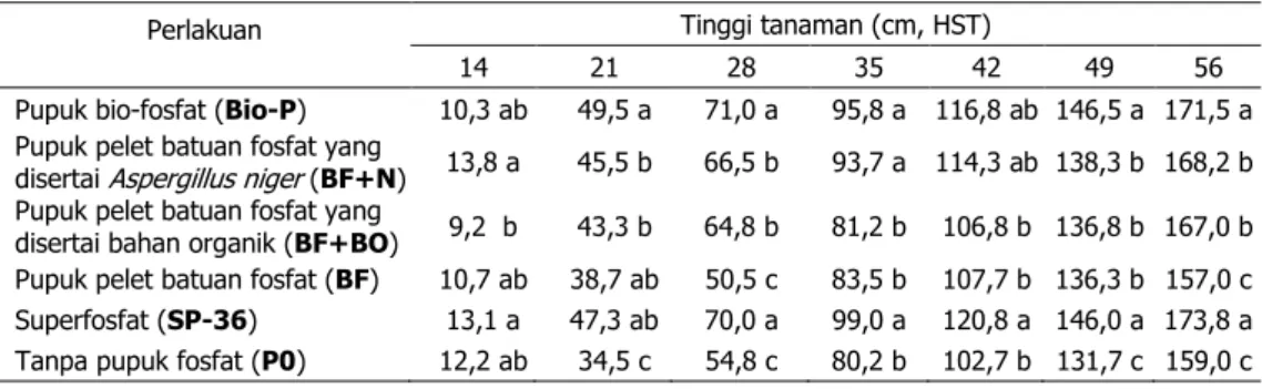 Tabel  1.  Tinggi tanaman jagung yang dipupuk bio-fosfat di Andisols 