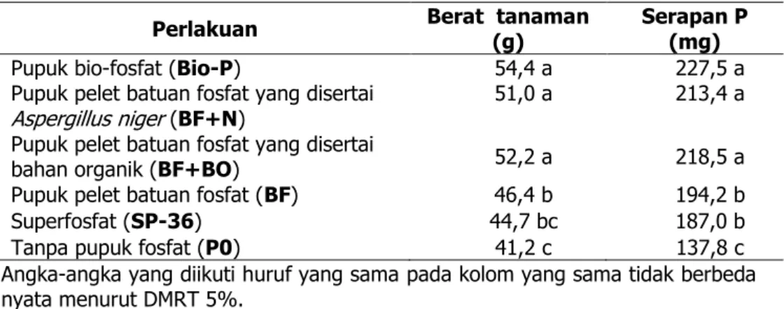 Tabel  2. Berat brangkasan kering dan serapan P tanaman jagung di Andisols 