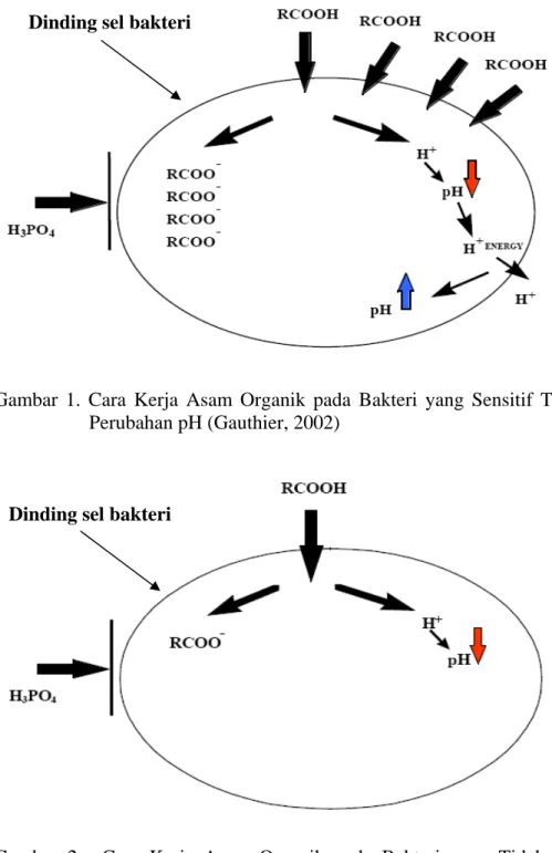 Gambar 1. Cara Kerja Asam Organik pada Bakteri yang Sensitif Terhadap  Perubahan pH (Gauthier, 2002) 