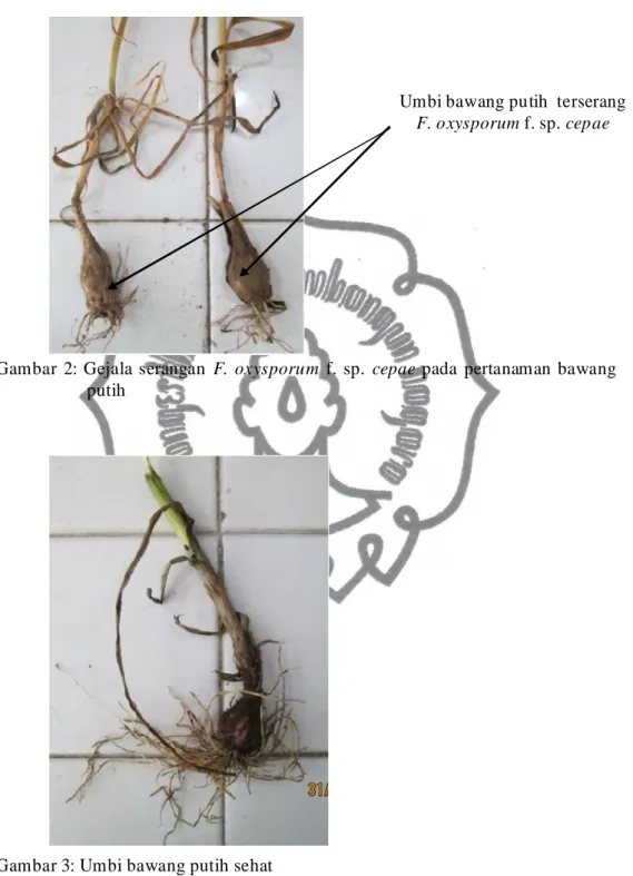 Gambar  2:  Gejala  serangan  F.  oxysporum  f.  sp.  cepae  pada  pertanaman bawang  putih 