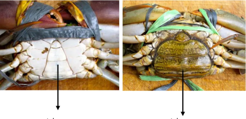 Gambar 1. Kepiting Bakau Jantan (kiri) memiliki telson berbentuk stupa                                             dan Betina (kanan) dengan telson berbentuk globular (Sumber: Marketman, 2012)