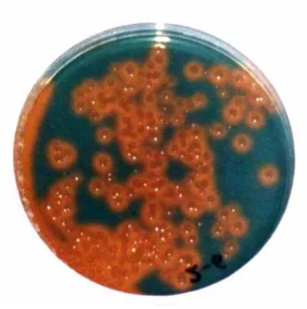 Gambar 1.  Koloni bakteri yang berwarna kuning (oranye) mengindikasikan  kemampuan bakteri mensekresikan siderofor untuk melepaskan  dan mengikat Fe dari kompleks Fe-CAS agar (Husen, 2002) 