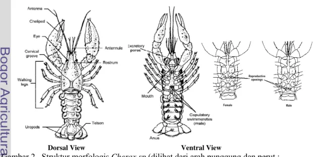 Gambar 2.  Struktur morfologis Cherax sp (dilihat dari arah punggung dan perut ; Masser dan Rouse, 1997) 