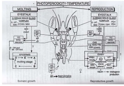 Gambar 4.  Pengaruh photoperiod dan temperatur terhadap kinerja hormon molting dan  reproduksi pada Cherax  (Sumber ; Fingerman, Nagabhusanam dan Thompson, 1997) 