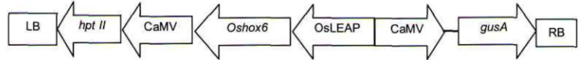 Gambar 1. Skema daerah T-DNA dalam vektor transformasi pC1301H Oshox-6. RB, Right border; hpt II, gen penyeleksi higromisin; CaMV, Promoter dari Cauliflower Mozaic Virus; gen oshox-6; OsLEAP, promotor dari padi late embryogenesis abundant, gen penanda gusA