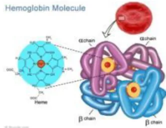 Gambar 1. Hemolgobin Molecule  Sumber: (Lehninger, 1982)  1.  Fungsi Hemoglobin (Hb) 