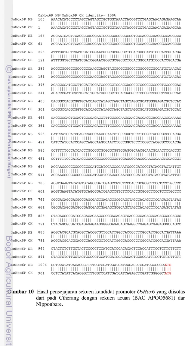 Gambar 10  Hasil pensejajaran sekuen kandidat promoter OsHox6 yang diisolasi  dari padi Ciherang dengan sekuen acuan (BAC APOO5681) dari  Nipponbare
