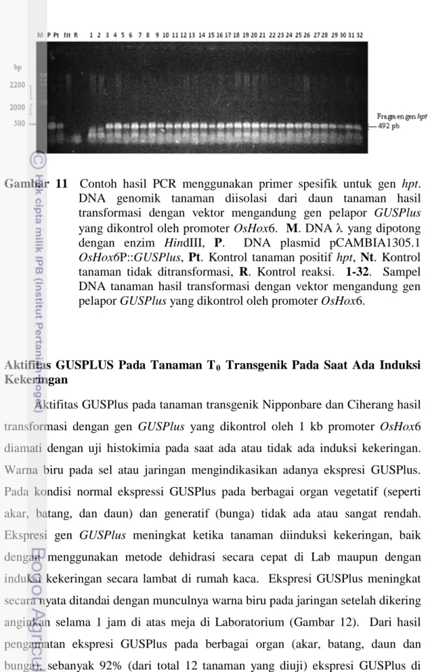 Gambar  11  Contoh hasil PCR menggunakan primer spesifik untuk gen hpt.      
