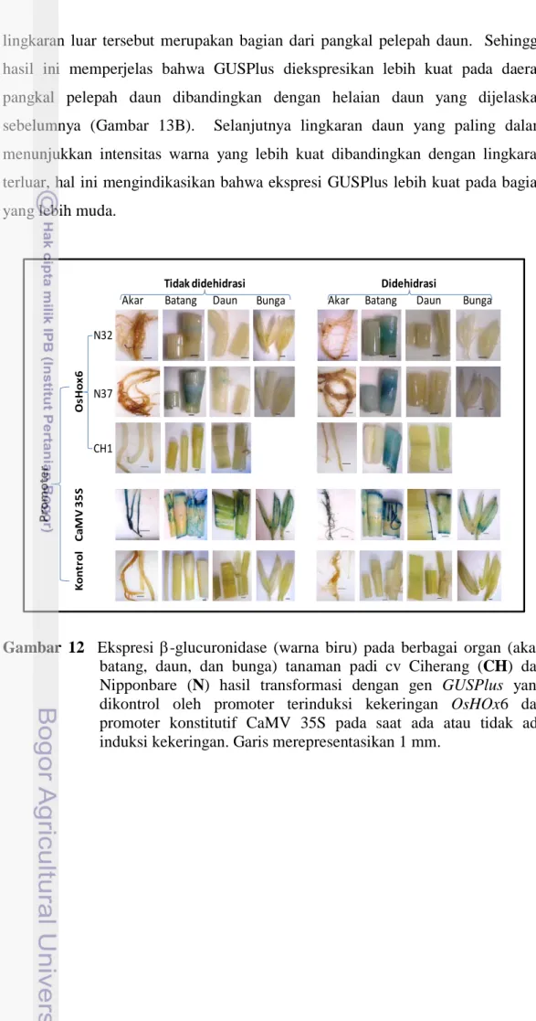 Gambar  12  Ekspresi  β-glucuronidase  (warna biru) pada berbagai organ (akar,  batang, daun, dan  bunga)  tanaman padi cv Ciherang  (CH) dan  Nipponbare  (N) hasil transformasi dengan gen GUSPlus  yang  dikontrol oleh promoter terinduksi kekeringan OsHOx6