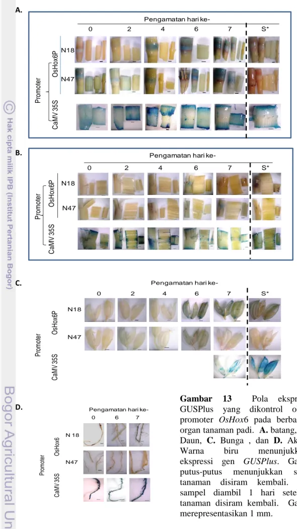 Gambar  13  Pola  ekspresi   GUSPlus  yang dikontrol oleh  promoter  OsHox6  pada  berbagai  organ tanaman padi