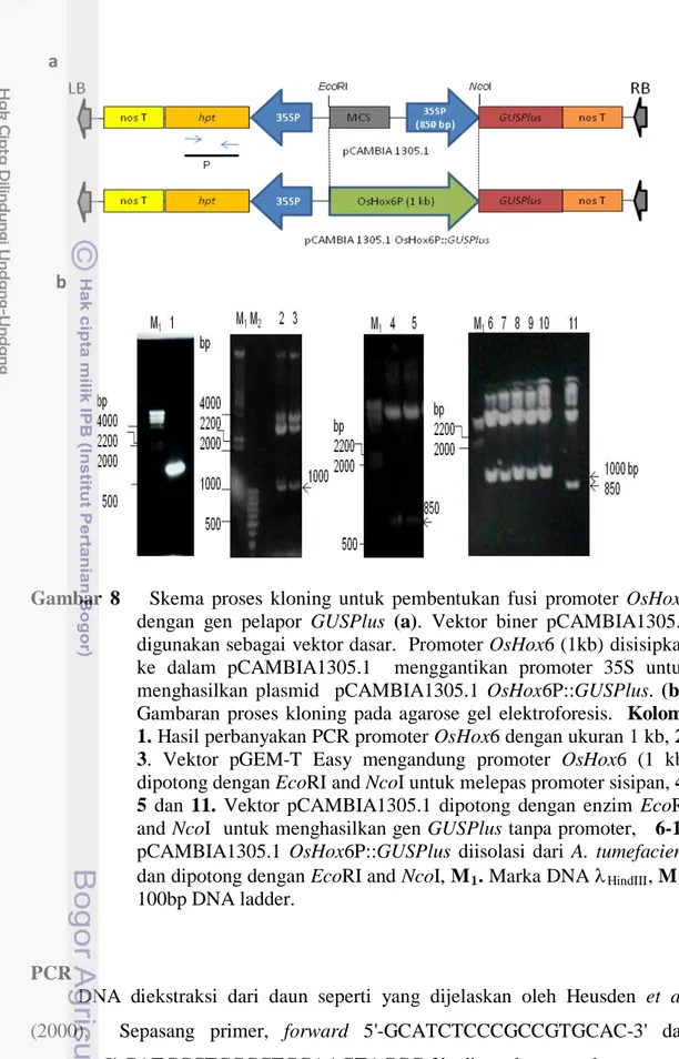 Gambar  8       Skema proses kloning untuk pembentukan fusi promoter OsHox6  dengan gen  pelapor  GUSPlus  (a)