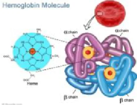 Gambar 2. Hemolgobin Molecule  Sumber: (Lehninger, 1982: 74)   a.  Fungsi Hemoglobin (Hb) 