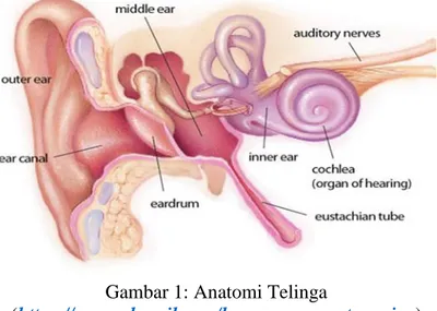 Gambar 1: Anatomi Telinga 
