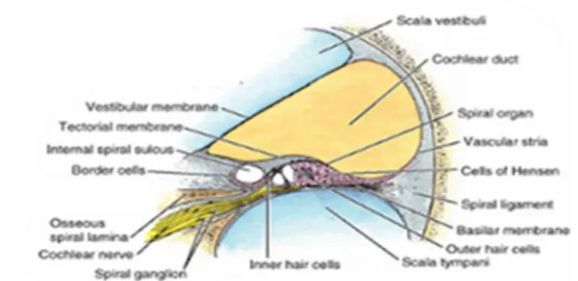 Gambar 2 : Inner Ear Anatomy. (McGraw-Hill, 2003). 