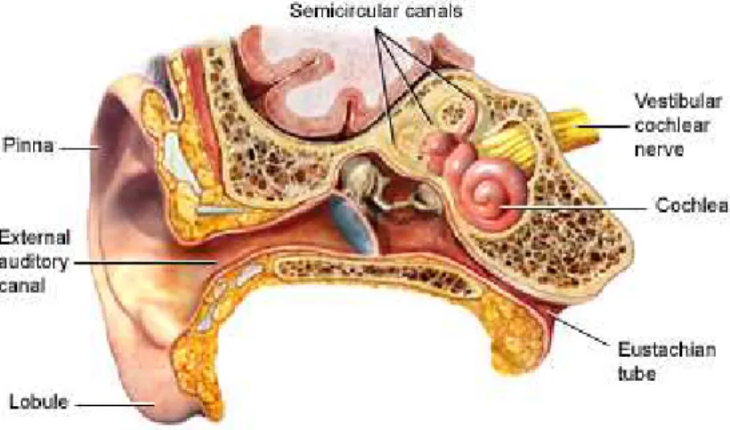 Gambar 1. Anatomi Telinga   Sumber: ADAM Education 16 